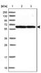 Tripartite Motif Containing 55 antibody, NBP1-92153, Novus Biologicals, Western Blot image 