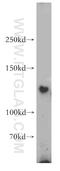 Family With Sequence Similarity 120A antibody, 21529-1-AP, Proteintech Group, Western Blot image 