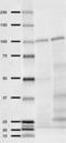 Insulin Degrading Enzyme antibody, 921203, BioLegend, Western Blot image 