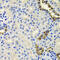 Calbindin 2 antibody, 23-912, ProSci, Immunohistochemistry paraffin image 