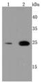 Peroxiredoxin 6 antibody, NBP2-67044, Novus Biologicals, Western Blot image 