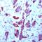 Fibroblast Growth Factor Receptor 1 antibody, TA354301, Origene, Immunohistochemistry frozen image 