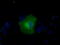 NLK antibody, TA501171, Origene, Immunofluorescence image 