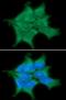 Protein Phosphatase, Mg2+/Mn2+ Dependent 1G antibody, NBP1-04337, Novus Biologicals, Immunofluorescence image 