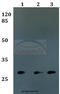 Folate Receptor Gamma antibody, A11847, Boster Biological Technology, Western Blot image 