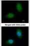Heat Shock Protein Family B (Small) Member 8 antibody, PA5-21612, Invitrogen Antibodies, Immunofluorescence image 