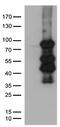RNA polymerase II elongation factor ELL antibody, TA810843S, Origene, Western Blot image 