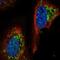 YME1 Like 1 ATPase antibody, NBP2-49499, Novus Biologicals, Immunofluorescence image 