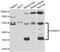 Hyaluronan-binding protein 2 antibody, abx005258, Abbexa, Western Blot image 