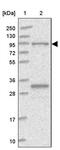 FCH Domain Only 2 antibody, PA5-58061, Invitrogen Antibodies, Western Blot image 