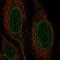 Nurim antibody, HPA072545, Atlas Antibodies, Immunocytochemistry image 