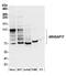 Rho GTPase-activating protein 17 antibody, A304-689A, Bethyl Labs, Western Blot image 