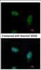 Importin-5 antibody, NBP2-17016, Novus Biologicals, Immunofluorescence image 