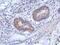 Zinc finger protein 645 antibody, PA5-31534, Invitrogen Antibodies, Immunohistochemistry frozen image 
