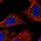 Zinc Finger CCCH-Type Containing 12A antibody, HPA032053, Atlas Antibodies, Immunofluorescence image 