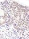 Serine/arginine-rich splicing factor 6 antibody, A303-669A, Bethyl Labs, Immunohistochemistry paraffin image 