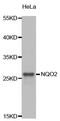 N-Ribosyldihydronicotinamide:Quinone Reductase 2 antibody, PA5-76740, Invitrogen Antibodies, Western Blot image 