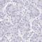 HGF Activator antibody, HPA058279, Atlas Antibodies, Immunohistochemistry frozen image 