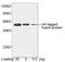 Hemagglutinin antibody, LS-C51073, Lifespan Biosciences, Western Blot image 