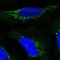 11-cis retinol dehydrogenase antibody, PA5-66575, Invitrogen Antibodies, Immunofluorescence image 