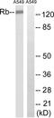 RB Transcriptional Corepressor 1 antibody, LS-C199527, Lifespan Biosciences, Western Blot image 