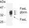 Fas ligand antibody, ALX-804-125-C100, Enzo Life Sciences, Western Blot image 