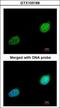 XPA, DNA Damage Recognition And Repair Factor antibody, GTX103168, GeneTex, Immunofluorescence image 