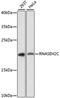 Ribonuclease H2 subunit C antibody, GTX66221, GeneTex, Western Blot image 