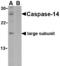 Caspase 14 antibody, AHP1175, Bio-Rad (formerly AbD Serotec) , Western Blot image 