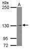 Janus Kinase 1 antibody, NBP2-17005, Novus Biologicals, Western Blot image 