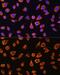 Notch Receptor 4 antibody, GTX32755, GeneTex, Immunofluorescence image 