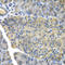 Fructose-Bisphosphatase 1 antibody, A5406, ABclonal Technology, Immunohistochemistry paraffin image 