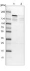 SR-Related CTD Associated Factor 4 antibody, NBP1-88003, Novus Biologicals, Western Blot image 
