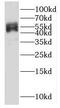 Heat Shock Transcription Factor 4 antibody, FNab04039, FineTest, Western Blot image 
