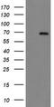 Pap7 antibody, TA504836BM, Origene, Western Blot image 