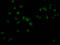 JunB Proto-Oncogene, AP-1 Transcription Factor Subunit antibody, CSB-RA988421A0HU, Cusabio, Immunofluorescence image 