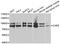 Cysteinyl-tRNA synthetase, cytoplasmic antibody, A13676, ABclonal Technology, Western Blot image 
