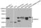 Protein NDRG2 antibody, LS-C333981, Lifespan Biosciences, Western Blot image 