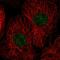 Histone H3 Associated Protein Kinase antibody, HPA030698, Atlas Antibodies, Immunofluorescence image 