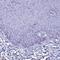 Cobalamin Binding Intrinsic Factor antibody, PA5-59293, Invitrogen Antibodies, Immunohistochemistry paraffin image 