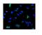 PDE6B antibody, A02659-1, Boster Biological Technology, Immunofluorescence image 