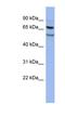 FAD Dependent Oxidoreductase Domain Containing 1 antibody, NBP1-57478, Novus Biologicals, Western Blot image 