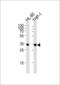 Malate dehydrogenase, cytoplasmic antibody, GTX81955, GeneTex, Western Blot image 