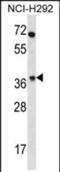 Olfactory Receptor Family 4 Subfamily N Member 2 antibody, PA5-71666, Invitrogen Antibodies, Western Blot image 