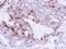 Glutamate-Ammonia Ligase antibody, PA5-28940, Invitrogen Antibodies, Immunohistochemistry paraffin image 
