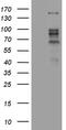 Zinc Finger And BTB Domain Containing 4 antibody, MA5-27452, Invitrogen Antibodies, Western Blot image 
