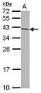 Armadillo Repeat Containing 1 antibody, GTX118227, GeneTex, Western Blot image 
