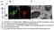Red Fluorescent Protein antibody, AB1140-100, SICGEN, Electron Microscopy image 