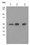 Peroxiredoxin 6 antibody, ab133348, Abcam, Western Blot image 