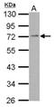 cAMP-specific 3 ,5 -cyclic phosphodiesterase 4C antibody, NBP2-19746, Novus Biologicals, Western Blot image 